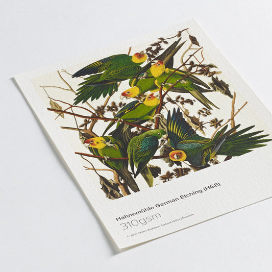Hahnemuhle German Etching Paper 310gsm